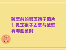 破壁前的灵芝孢子图片？灵芝孢子去壁与破壁有哪些差别