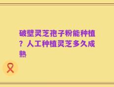 破壁灵芝孢子粉能种植？人工种植灵芝多久成熟