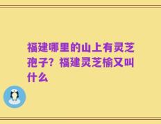 福建哪里的山上有灵芝孢子？福建灵芝榆又叫什么