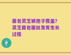 菌包灵芝被孢子覆盖？灵芝菌包菌丝发育生长过程