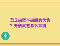 灵芝破壁不破膜的优势？无柄灵芝怎么采摘