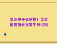 灵芝孢子长啥样？灵芝菌包菌丝发育生长过程