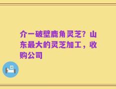 介一破壁鹿角灵芝？山东最大的灵芝加工，收购公司