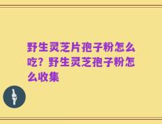 野生灵芝片孢子粉怎么吃？野生灵芝孢子粉怎么收集