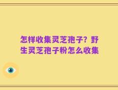怎样收集灵芝孢子？野生灵芝孢子粉怎么收集