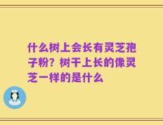 什么树上会长有灵芝孢子粉？树干上长的像灵芝一样的是什么