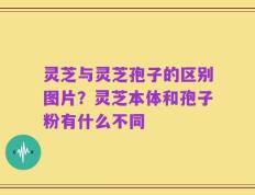 灵芝与灵芝孢子的区别图片？灵芝本体和孢子粉有什么不同