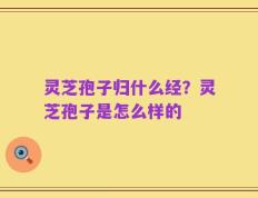 灵芝孢子归什么经？灵芝孢子是怎么样的