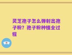 灵芝孢子怎么弹射出孢子粉？孢子粉种植全过程