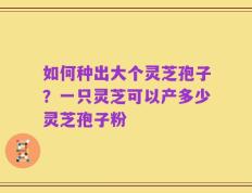如何种出大个灵芝孢子？一只灵芝可以产多少灵芝孢子粉