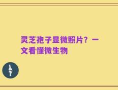 灵芝孢子显微照片？一文看懂微生物