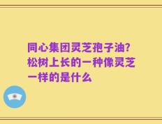 同心集团灵芝孢子油？松树上长的一种像灵芝一样的是什么