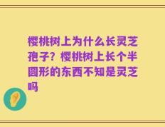 樱桃树上为什么长灵芝孢子？樱桃树上长个半圆形的东西不知是灵芝吗
