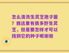 怎么清洗生灵芝孢子菌？我这里有很多野生灵芝，但是要怎样才可以找到它的种子呢谢谢