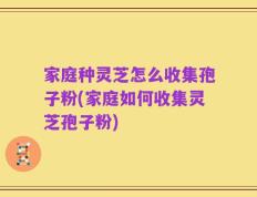家庭种灵芝怎么收集孢子粉(家庭如何收集灵芝孢子粉)