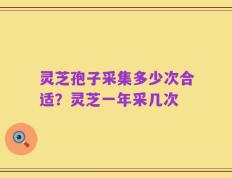 灵芝孢子采集多少次合适？灵芝一年采几次