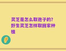 灵芝是怎么取孢子的？野生灵芝怎样取回家种植