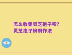怎么收集灵芝孢子粉？灵芝孢子粉制作法