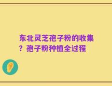 东北灵芝孢子粉的收集？孢子粉种植全过程
