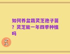 如何养盆栽灵芝孢子苗？灵芝能一年四季种植吗
