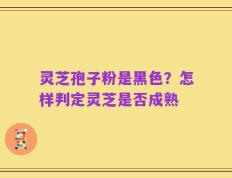 灵芝孢子粉是黑色？怎样判定灵芝是否成熟