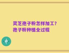 灵芝孢子粉怎样加工？孢子粉种植全过程