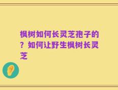 枫树如何长灵芝孢子的？如何让野生枫树长灵芝