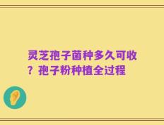 灵芝孢子菌种多久可收？孢子粉种植全过程