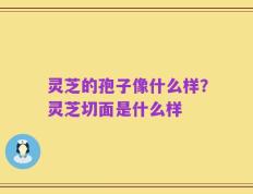 灵芝的孢子像什么样？灵芝切面是什么样