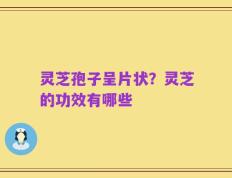 灵芝孢子呈片状？灵芝的功效有哪些