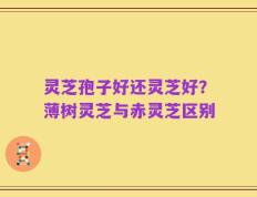 灵芝孢子好还灵芝好？薄树灵芝与赤灵芝区别