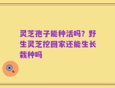 灵芝孢子能种活吗？野生灵芝挖回家还能生长栽种吗