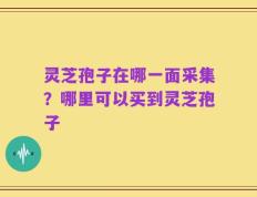 灵芝孢子在哪一面采集？哪里可以买到灵芝孢子
