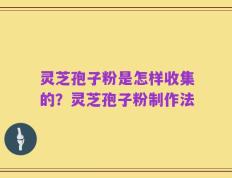 灵芝孢子粉是怎样收集的？灵芝孢子粉制作法