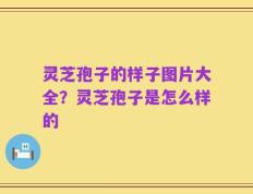 灵芝孢子的样子图片大全？灵芝孢子是怎么样的