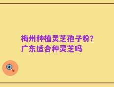 梅州种植灵芝孢子粉？广东适合种灵芝吗