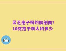 灵芝孢子粉的解剖图？10克孢子粉大约多少