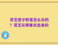 灵芝孢子粉是怎么长的？灵芝从哪里长出来的