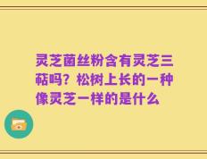 灵芝菌丝粉含有灵芝三萜吗？松树上长的一种像灵芝一样的是什么