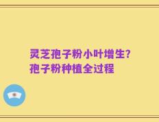 灵芝孢子粉小叶增生？孢子粉种植全过程