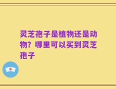 灵芝孢子是植物还是动物？哪里可以买到灵芝孢子