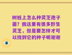 树桩上怎么种灵芝孢子菌？我这里有很多野生灵芝，但是要怎样才可以找到它的种子呢谢谢