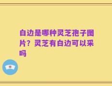 白边是哪种灵芝孢子图片？灵芝有白边可以采吗