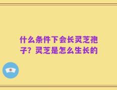 什么条件下会长灵芝孢子？灵芝是怎么生长的