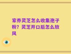 家养灵芝怎么收集孢子粉？灵芝开口后怎么放风