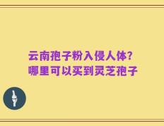云南孢子粉入侵人体？哪里可以买到灵芝孢子