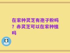 在家种灵芝有孢子粉吗？赤灵芝可以在家种植吗