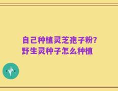 自己种植灵芝孢子粉？野生灵种子怎么种植