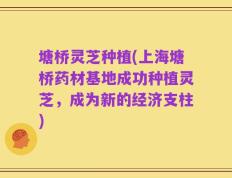 塘桥灵芝种植(上海塘桥药材基地成功种植灵芝，成为新的经济支柱)