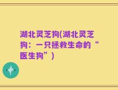 湖北灵芝狗(湖北灵芝狗：一只拯救生命的“医生狗”)